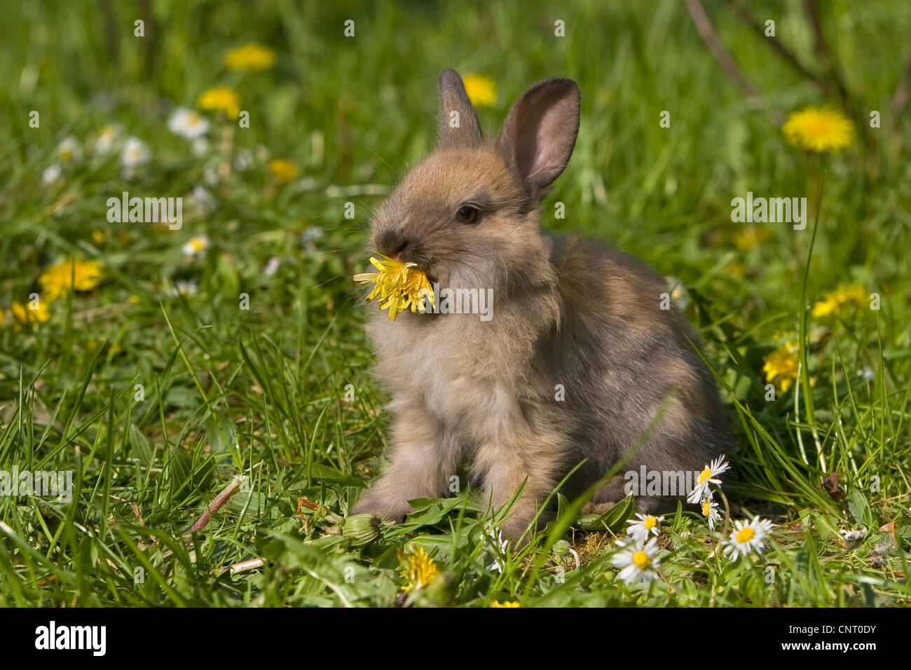 Zwerg-Kaninchen (Oryctolagus Cuniculus F. Domestica), Fütterung eine Löwenzahn Blüte auf einer Wiese im Frühjahr, Deutschland Stockfoto