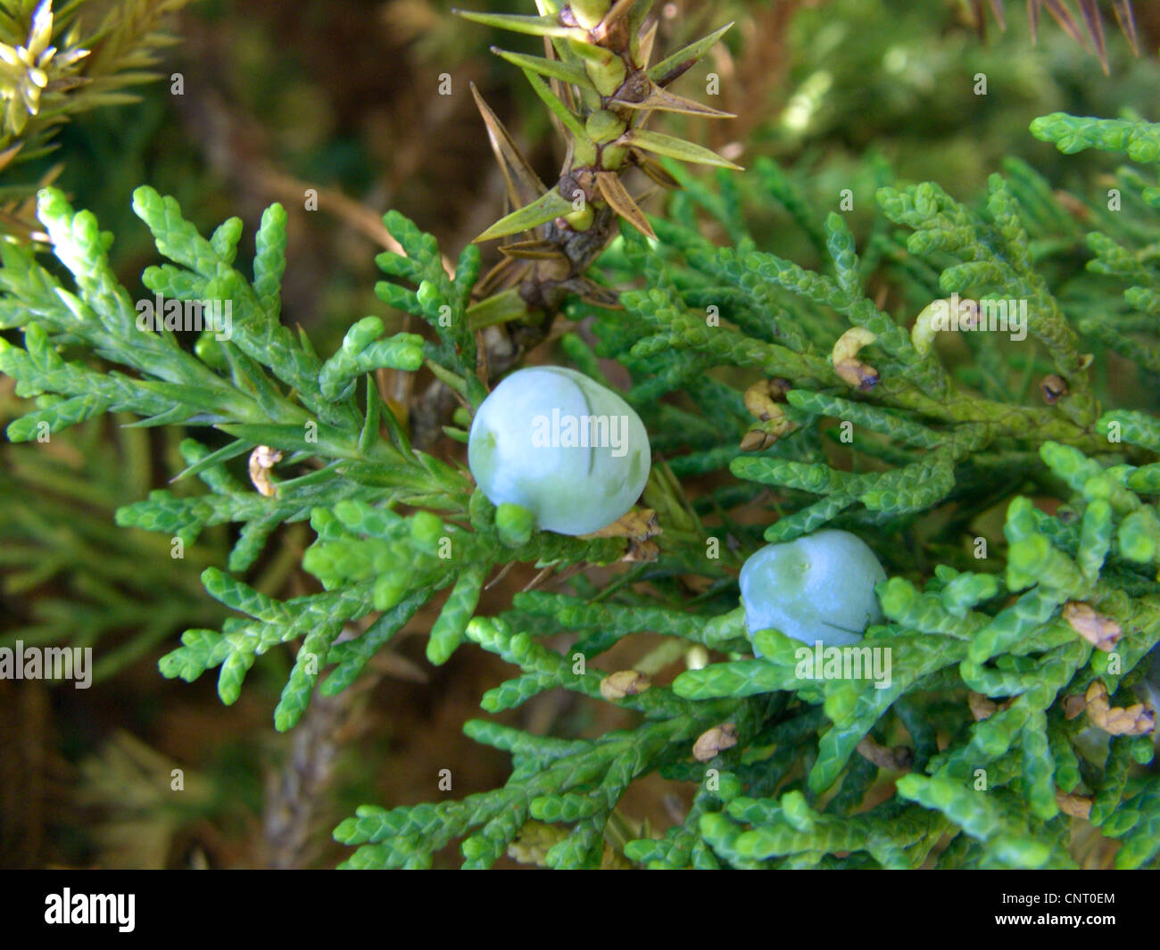 Chinesischer Wacholder (Juniperus Chinensis), Zweig mit Samen Stockfoto