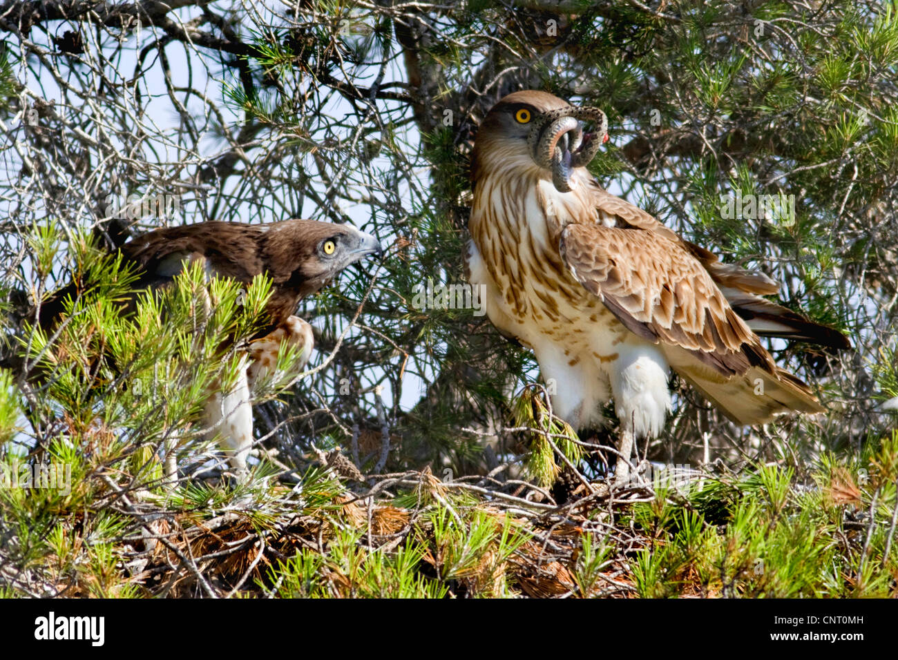 Schlangenadler (Circaetus Gallicus), Jugendlichen und Erwachsenen mit Schlange im Schnabel am Nest auf Kiefer, Spanien, Turia Fluss Naturpark Stockfoto