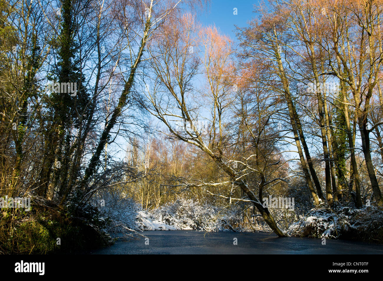Sevenoaks Wildlife Reserve, Kent in Schnee und Eis. Dezember Stockfoto