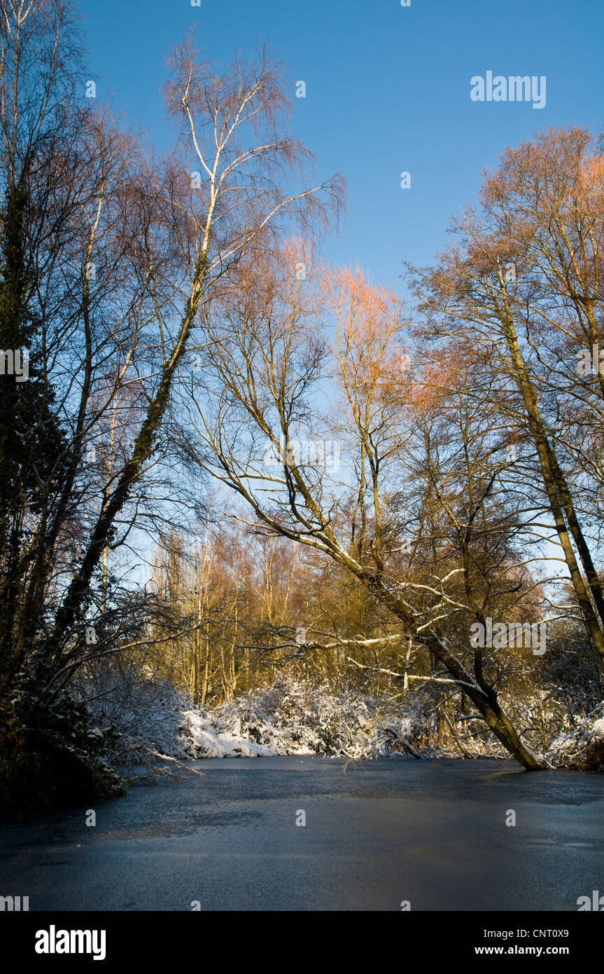 Sevenoaks Wildlife Reserve, Kent in Schnee und Eis. Dezember Stockfoto
