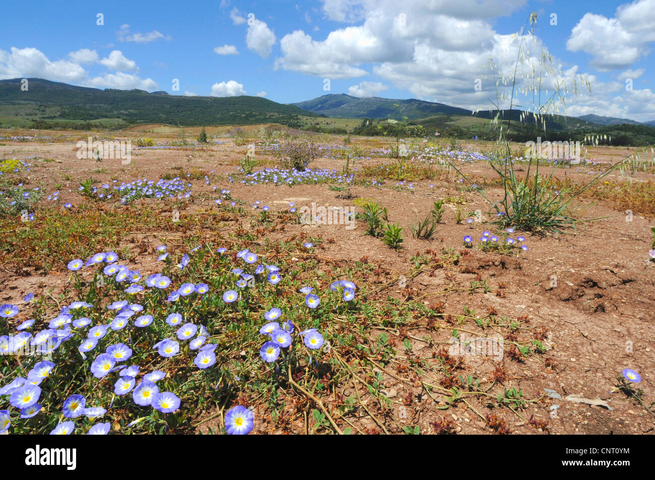 Blumenwiese in Andalusien, Spanien, Andalusien Stockfoto