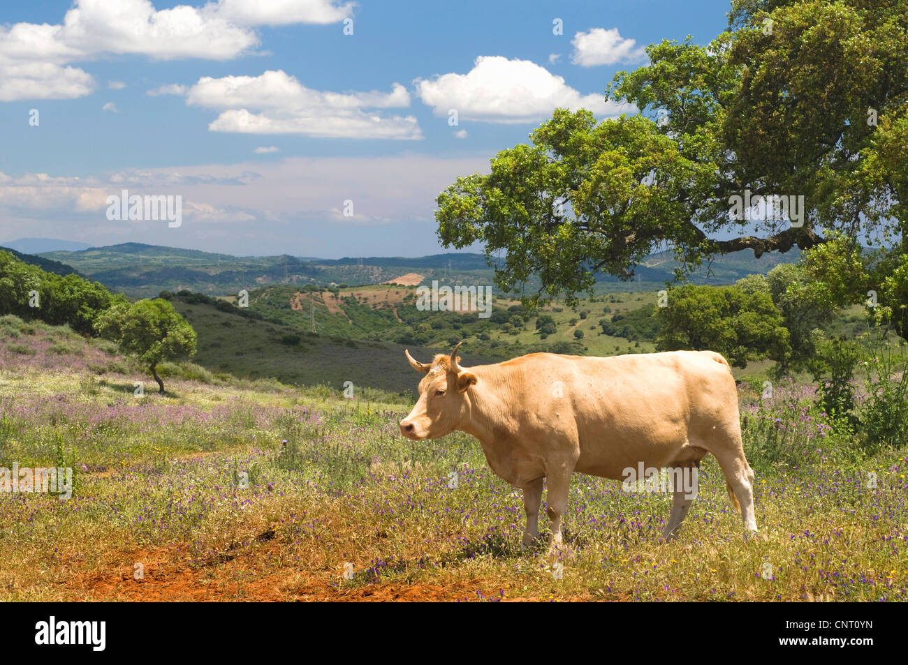 Hausrind (Bos Primigenius F. Taurus), Kuh auf trockenen Wiese Vegetation im Frühjahr, Spanien, Andalusien Stockfoto