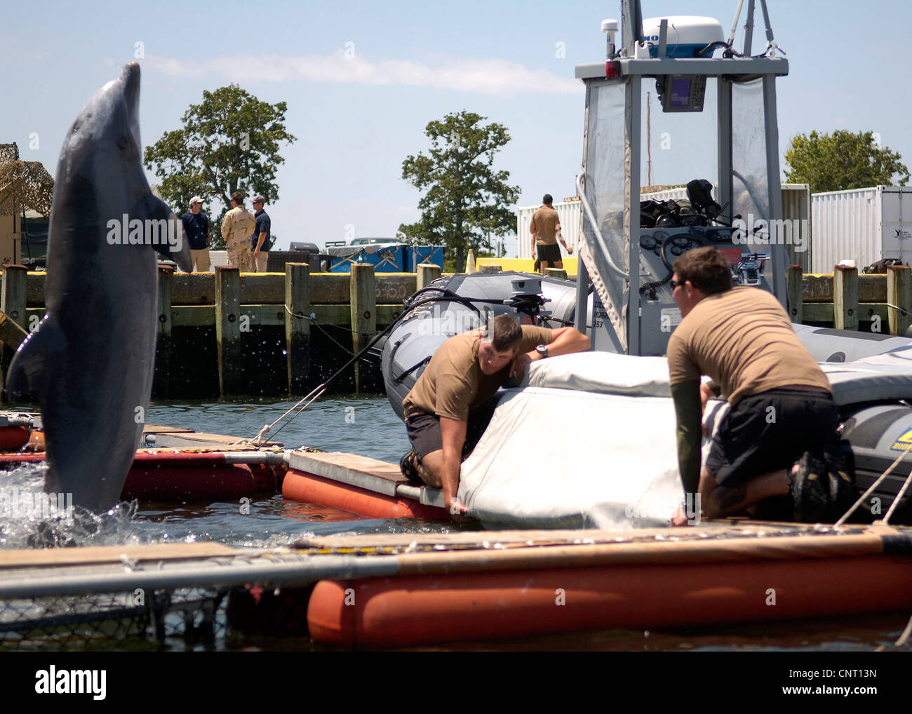 Mitglieder des Marine Mammal Company, Explosive Ordnance Mobile Abfallbehälter arbeitest du mit einen großen Tümmler gemeinsame Expeditionary Base Little Creek Fort Story 8. Juni 2010 in Little Creek, VA. Stockfoto