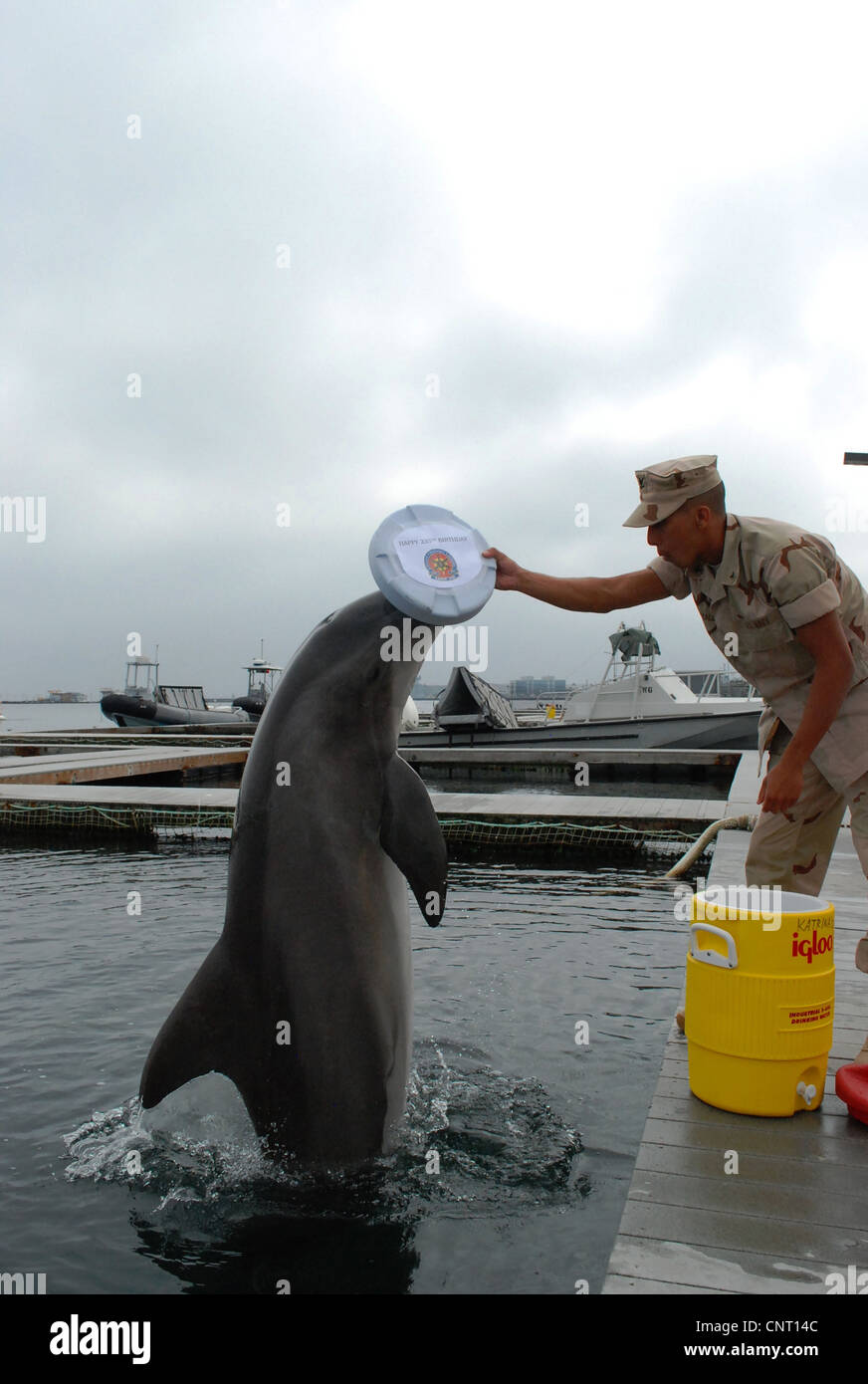 Mitglieder des Marine Mammal Unternehmens arbeiten mit einem Flasche Nase Delphin 13. Oktober 2010 in Coronado, Kalifornien. Die Navy marine Mammal Program nutzt Seelöwen und Delfine markieren und Abrufen von Objekten in den Ozean und biologische Sonar der Delphine, Seeminen zu finden. Stockfoto
