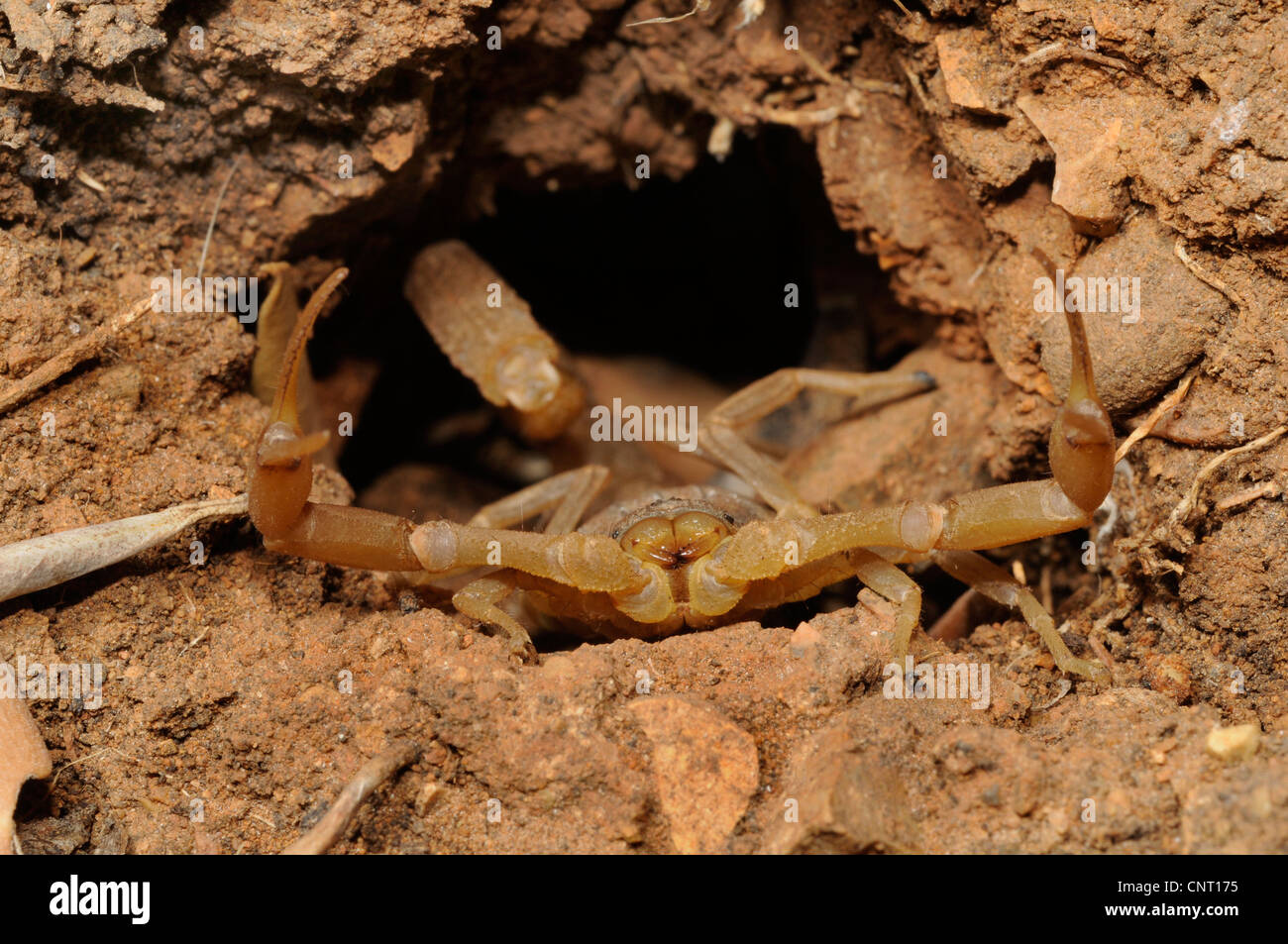 Skorpione (Mesobuthus Gibbosus, Skorpione), in der Verteidigung Haltung in einem Loch, Griechenland, Peloponnes, Messinien Stockfoto