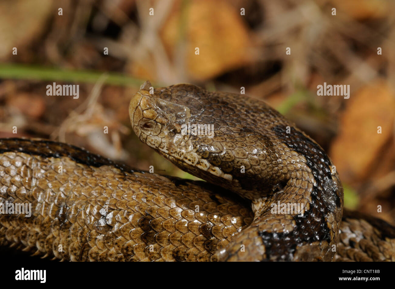 junge Lataste Viper, Spanien, Burgos, Malformes Auge, stupsnasige Viper, Latastes Viper (Vipera Latastei) Stockfoto