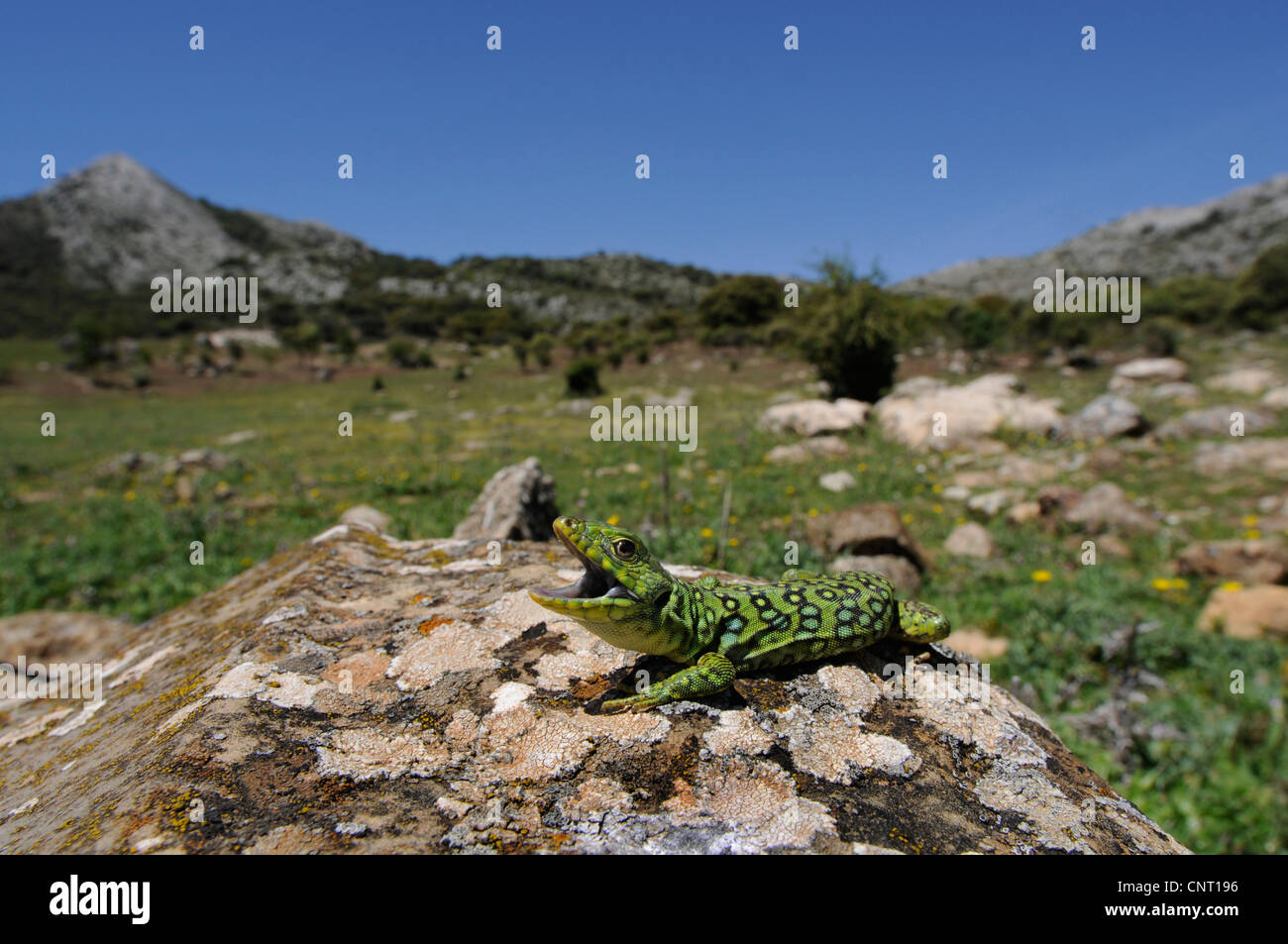 ocellated Eidechse, ocellated grüne Eidechse, blauäugige Eidechse, jeweled Eidechse (Timon Lepidus, Lacerta Lepida), bedrohliche Juvenile, Spanien, Puerto de Los Alazoras Stockfoto