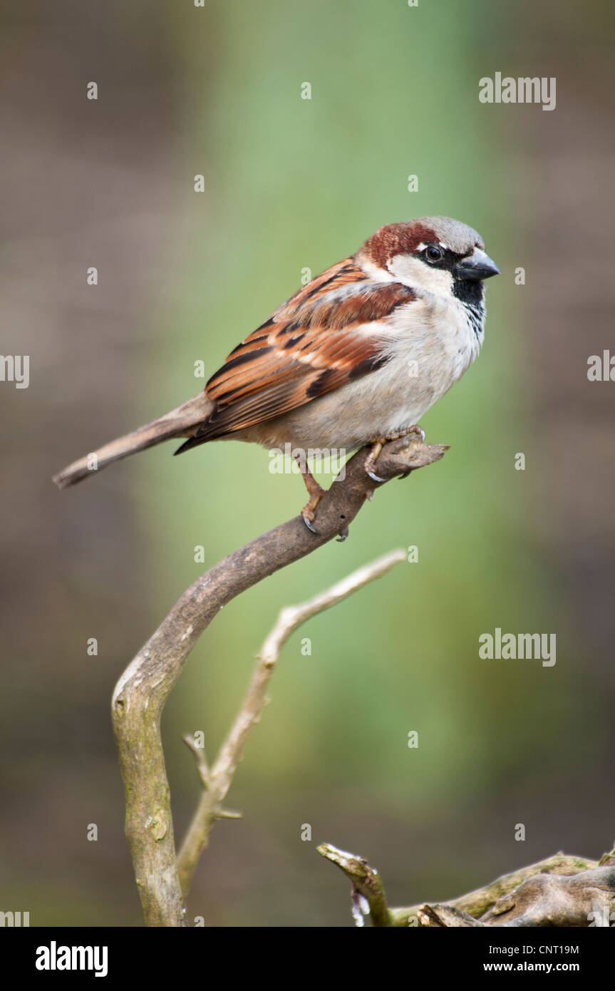 Ein männlicher Haussperling (Passer Domesticus) thront auf einem Zweig am Elmley Sümpfe National Nature Reserve auf der Isle of Sheppey, Stockfoto