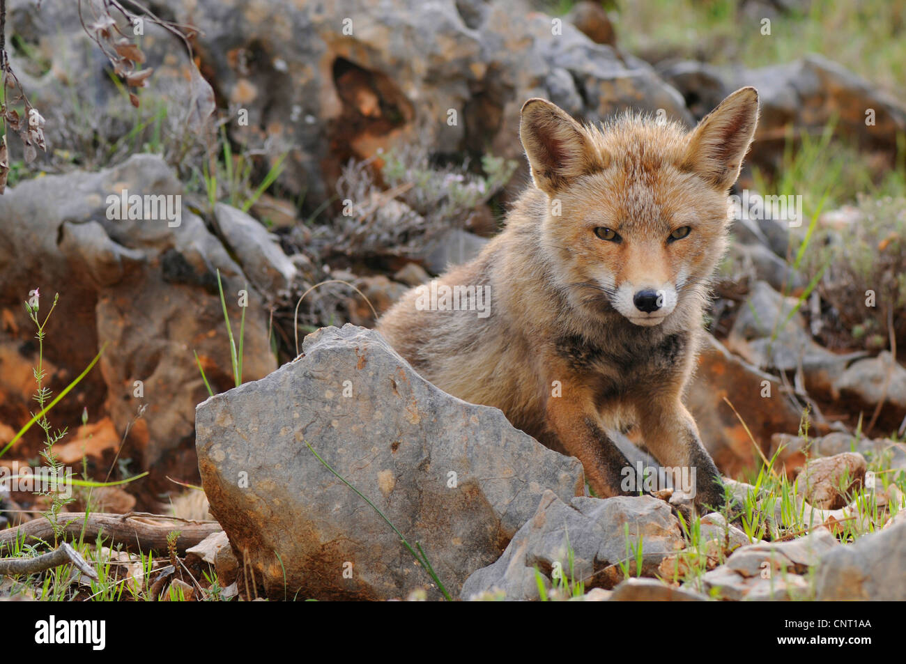 Rotfuchs (Vulpes Vulpes), lauern, Spanien, Andalusien, Naturpark Sierra de Cazorla Stockfoto