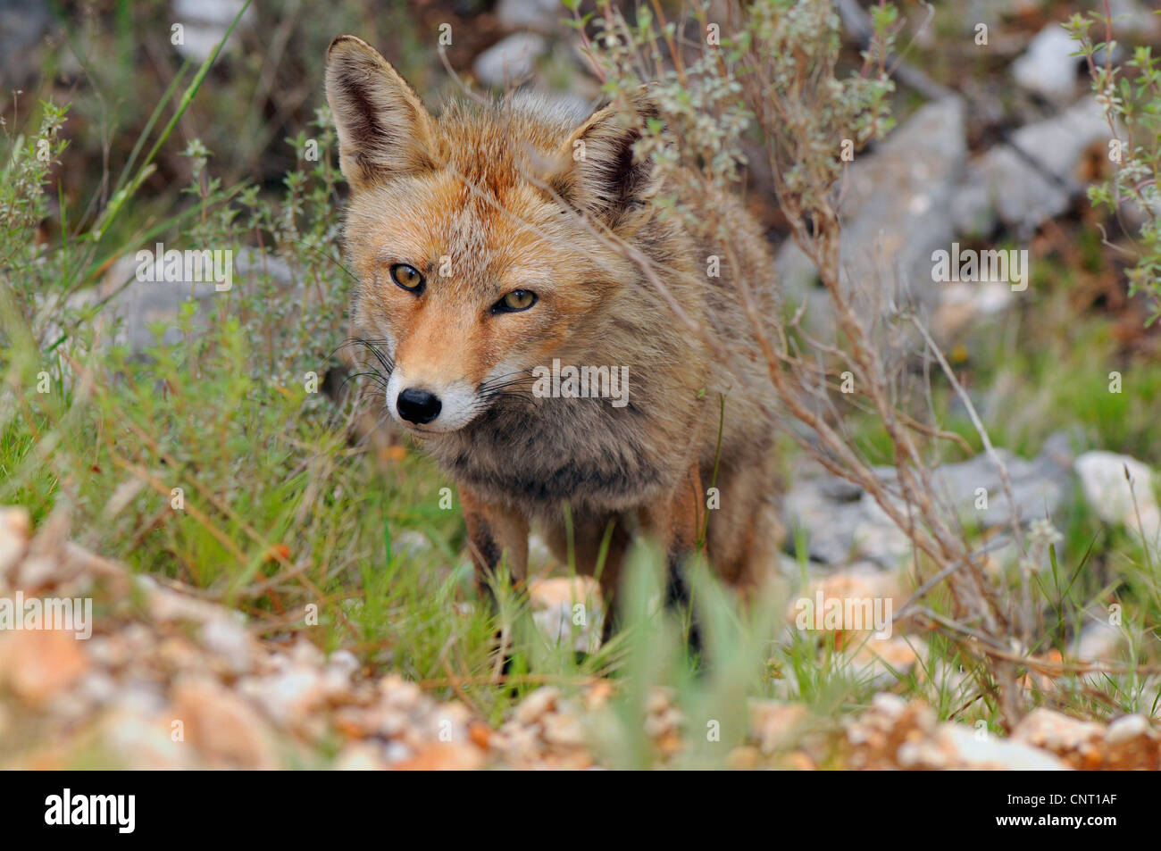 Rotfuchs (Vulpes Vulpes), blickt sich neugierig, Spanien, Sierra de Cazorla Stockfoto