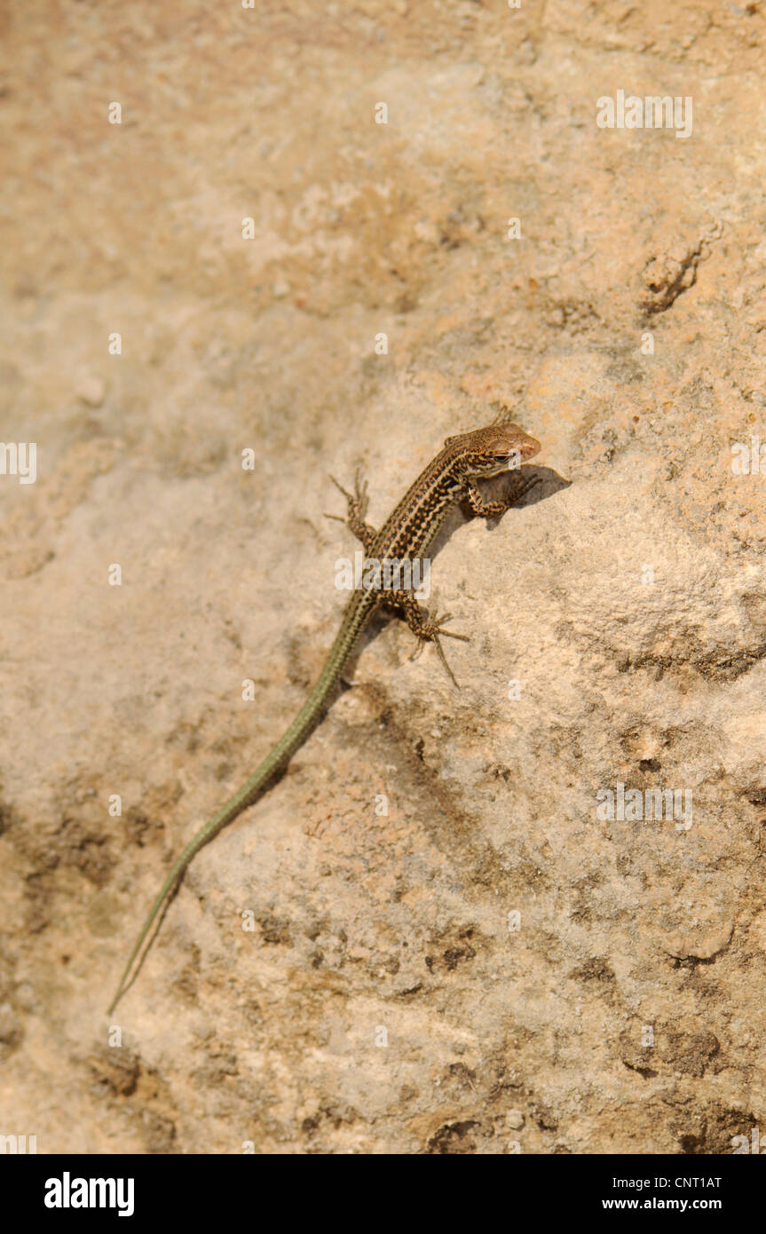 Erhards Mauereidechse (Podarcis Cretensis, Podarcis Erhardii Cretensis), endemische Eidechse von Creta, Griechenland, Creta Stockfoto