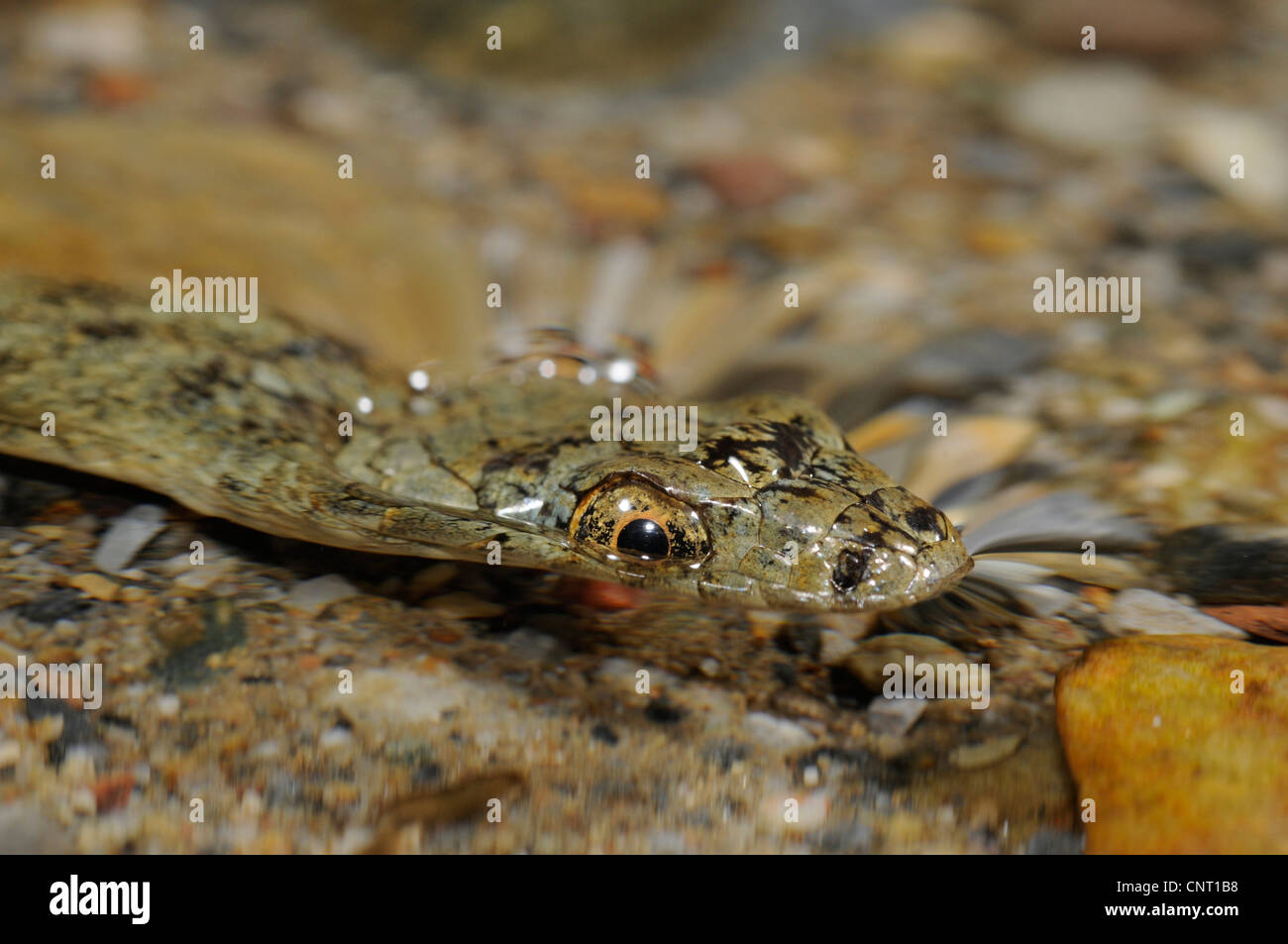 Würfel-Schlange (Natrix Tessellata), im Wasser, Porträt, Griechenland, Creta, Kournas See Stockfoto