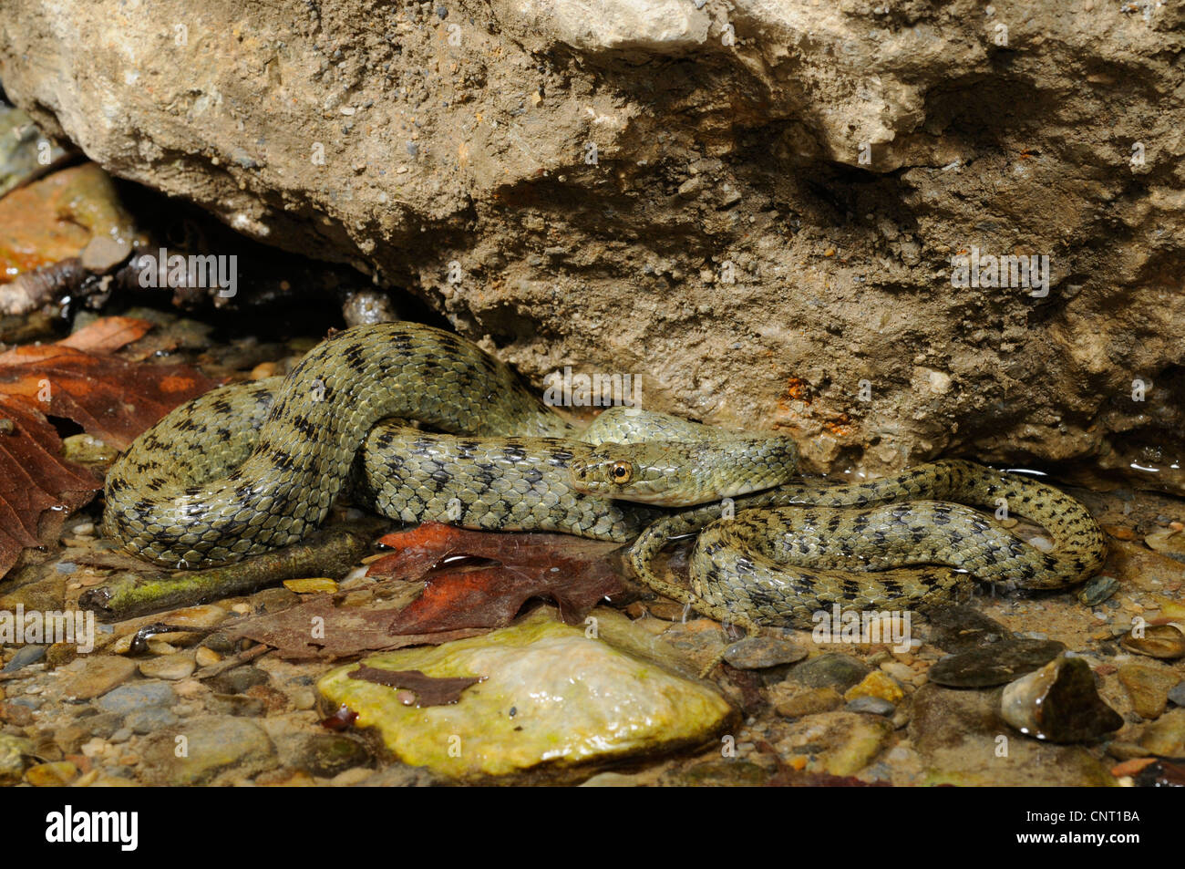 Würfel-Schlange (Natrix Tessellata), in das Wasser eines Baches, Reptil des Jahres 2009, Griechenland, Creta, Kournas See Stockfoto