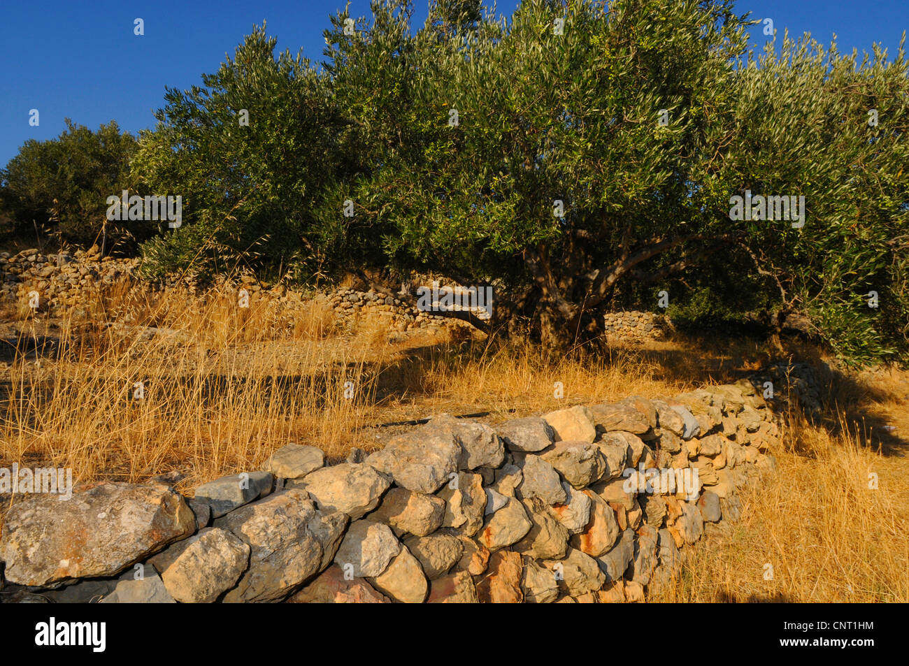 Olivenbaum (Olea Europaea SSP. Sativa), steinerne Wand in einem Olivenhain, Griechenland, Creta Stockfoto