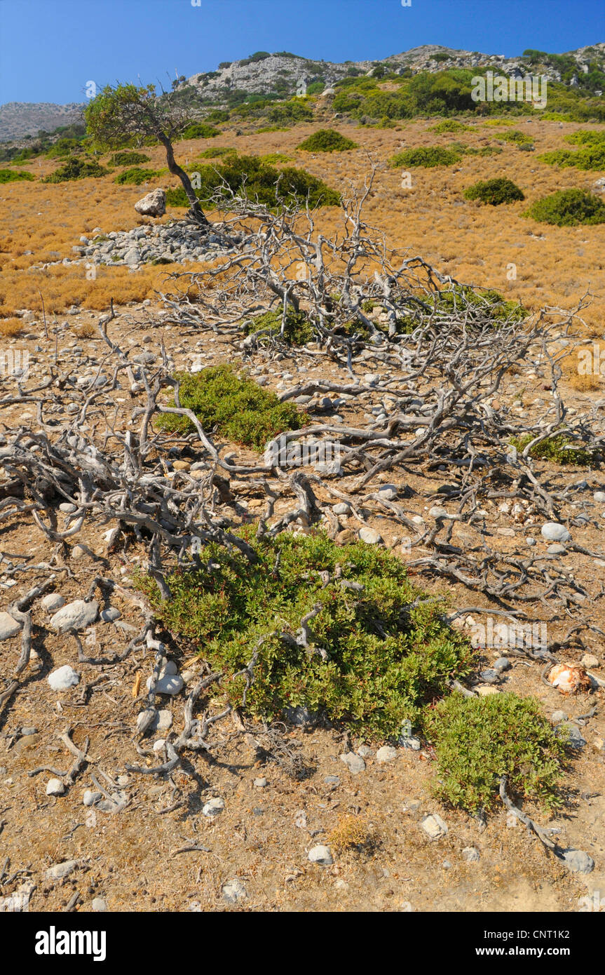Überreste von Sträuchern im Weidegras Phrygana auf Creta, Griechenland, Creta Stockfoto