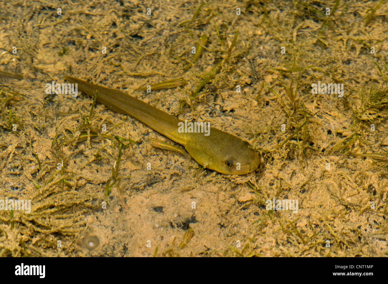Bullfrog, amerikanischer Ochsenfrosch (Lithobates Catesbeianus, Rana Catesbeiana), Kaulquappe, Griechenland, Creta Stockfoto