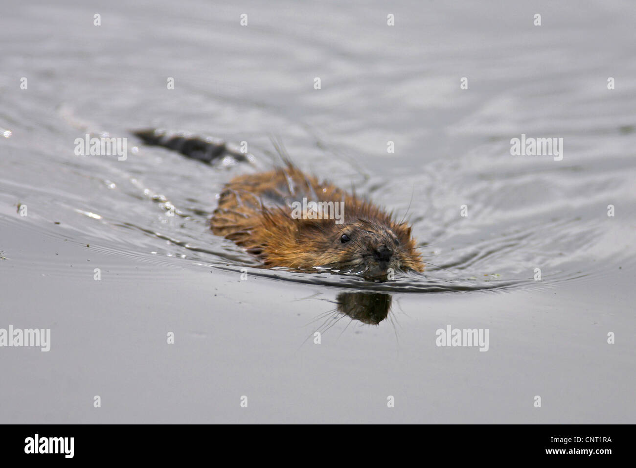 Bisamratte (Ondatra Zibethica), Schwimmen, Niederlande Stockfoto