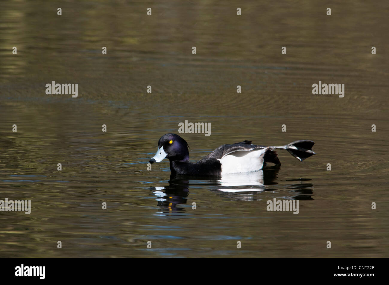 Eine Erwachsene männliche Reiherenten (Aythya Fuligula) schwimmen in den North See im Naturschutzgebiet Sevenoaks, Kent Stockfoto