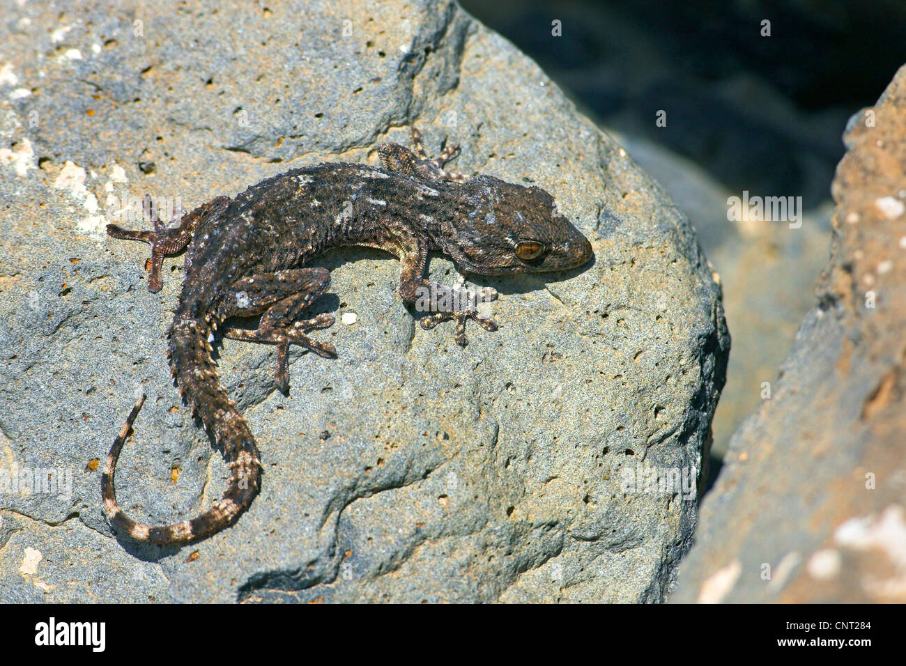 Osten Kanarischen Gecko, Wand Gecko (Tarentola Angustimentalis), auf Stein, Kanarischen Inseln, Fuerteventura Stockfoto