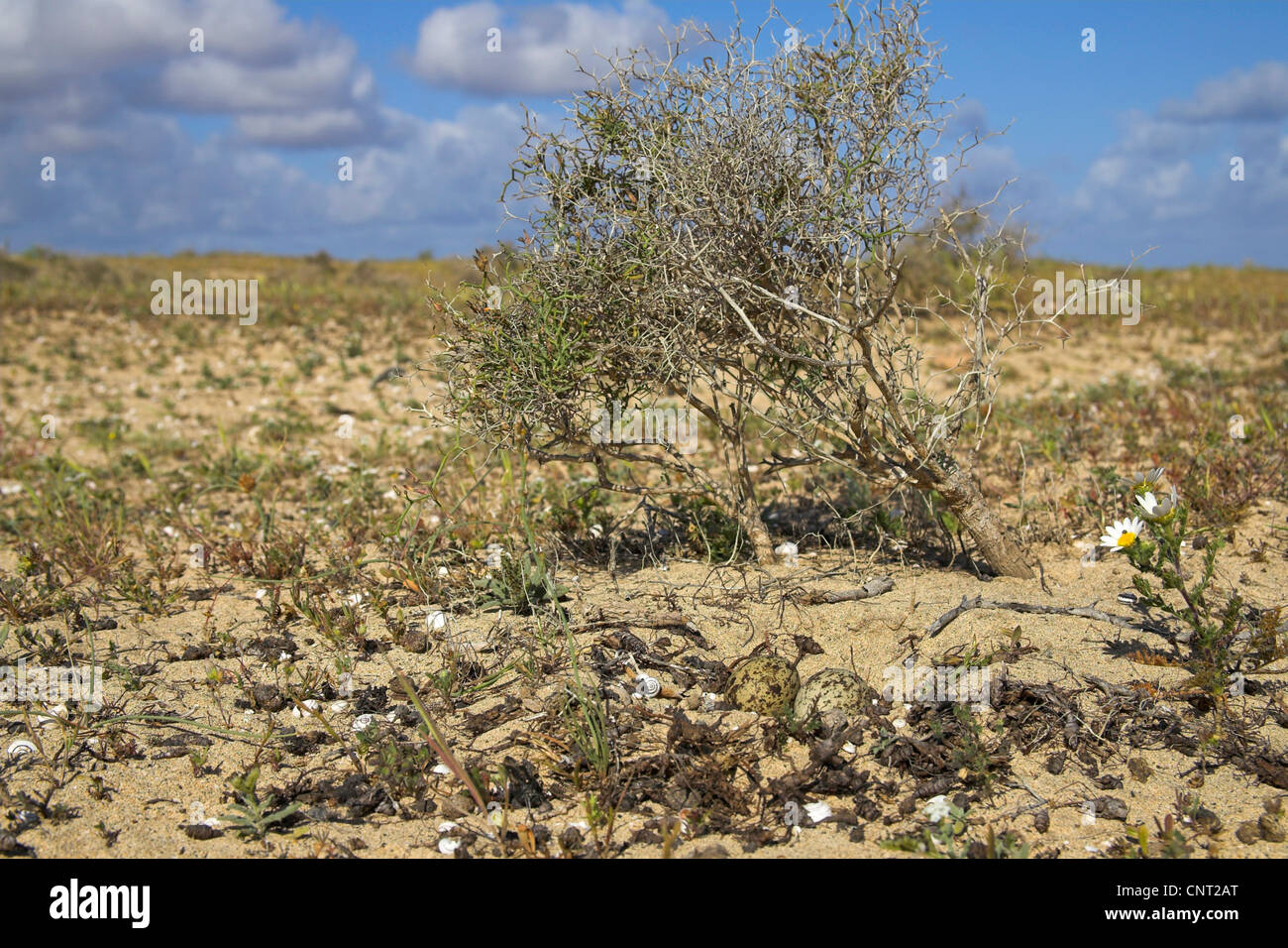 Stein-Brachvogel (Burhinus Oedicnemus), nest mit Eiern, Kanarische Inseln, Lanzarote Stockfoto