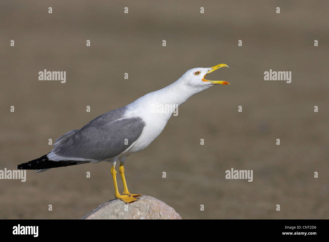 gelb-legged Möve (Larus Cachinnans), Anrufe, Frankreich, Camargue Stockfoto