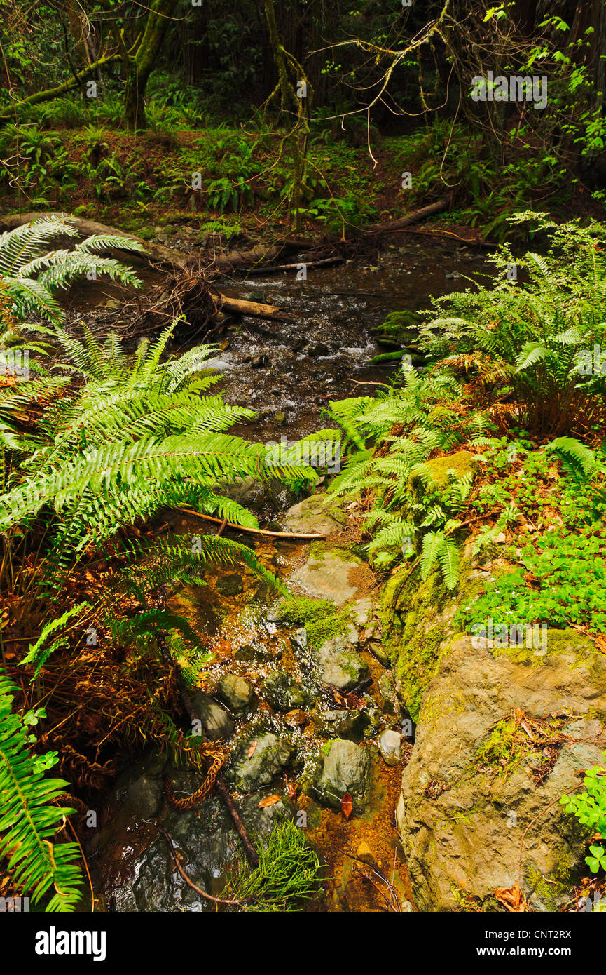 Schwert Farne, Moose und Redwood Sauerampfer (Oxalis Oregana) wachsen an einem Bach in der üppigen Unterwuchs von Muir Woods Kalifornien Stockfoto