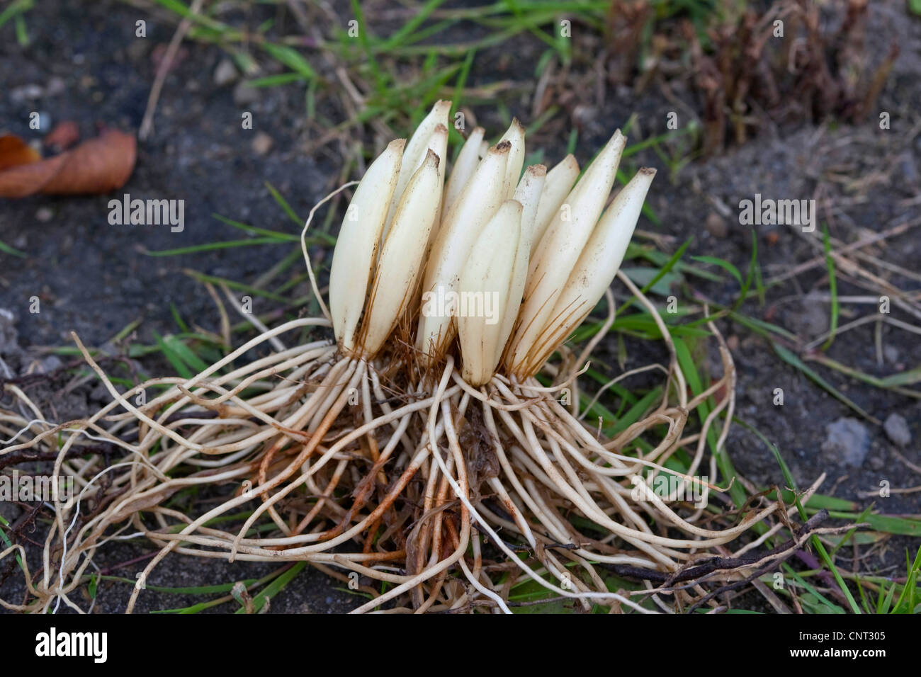 Bärlauch (Allium Ursinum), Knollen und Wurzeln ausgegraben Stockfoto