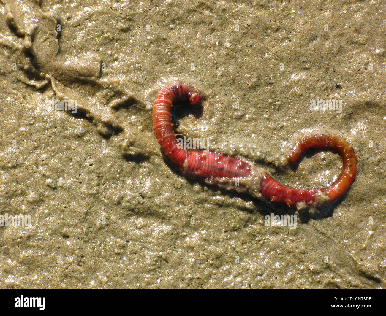 Europäische Lug Wurm, Schlag Lug, Wattwurm (Interpretation Marina), liegend auf dem Schlamm Stockfoto