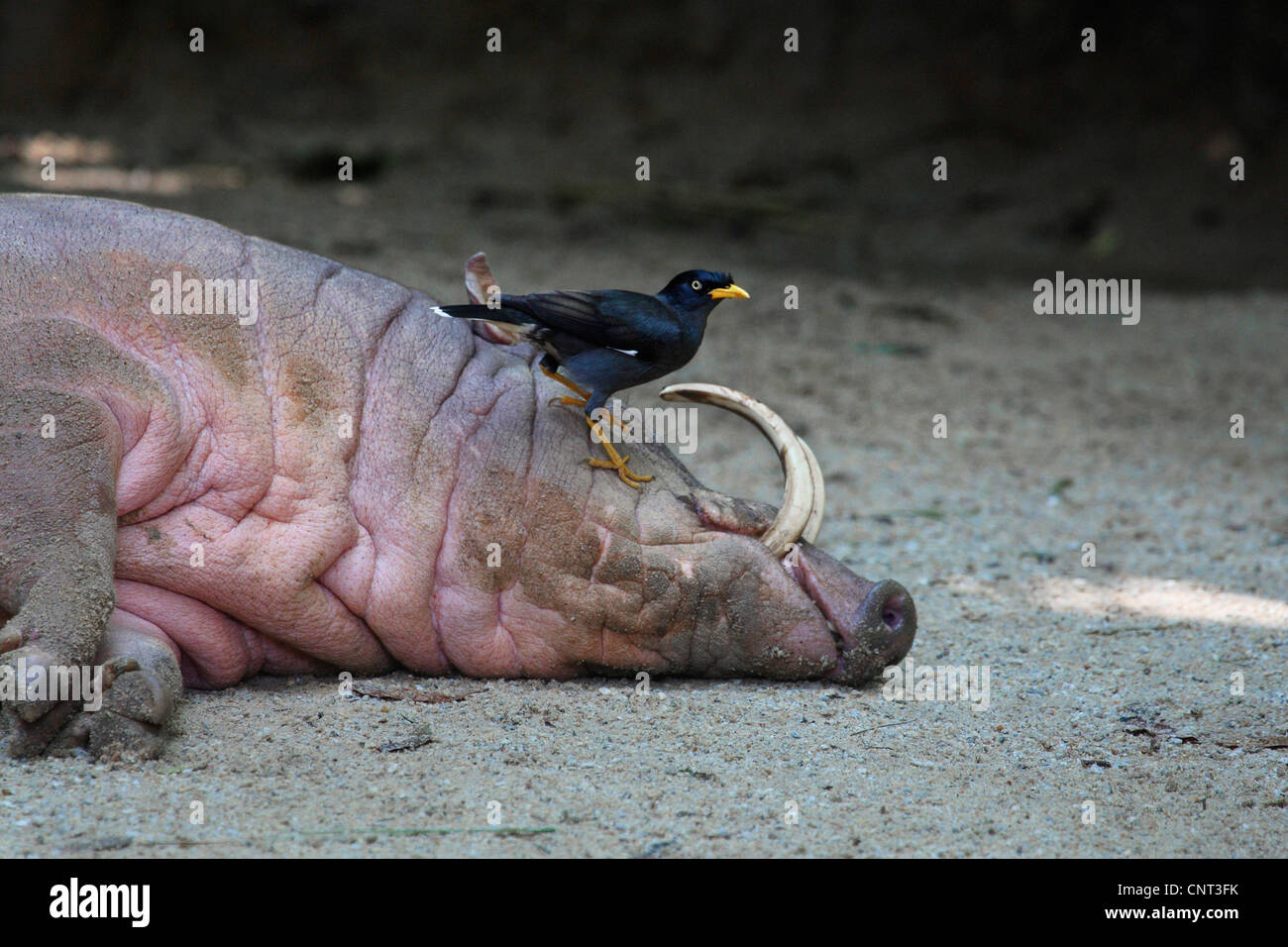 Hirscheber (Babyrousa Babyrussa) und Starling, Indonesien Stockfoto
