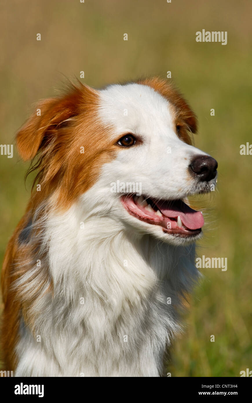 Border Collie (Canis Lupus F. Familiaris), Kopf, Porträt Stockfoto