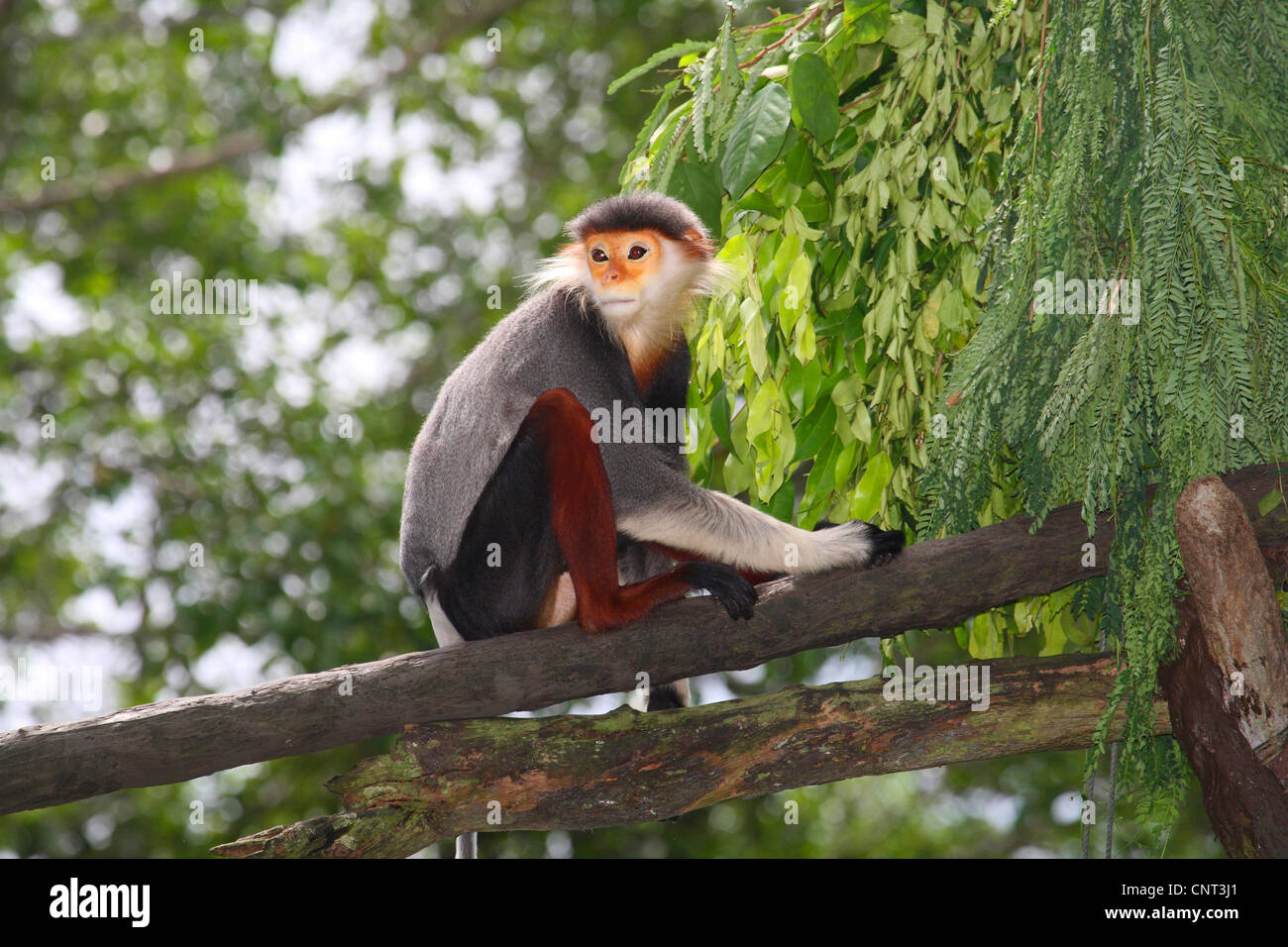 rot-Schaft-Douc Languren, dove Languren (Pygathrix Nemaeus), auf Ast Stockfoto
