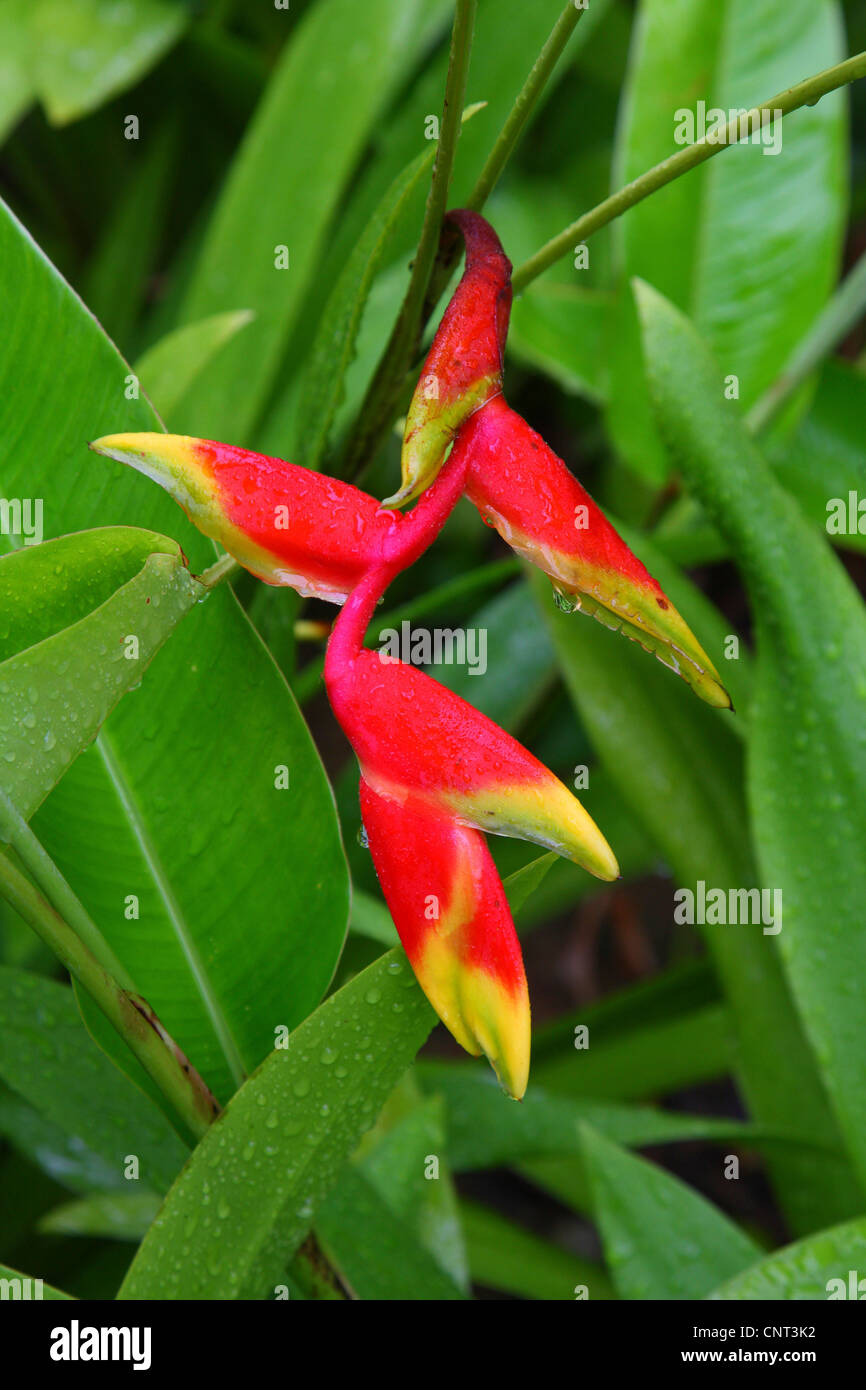 Lobster Claw Heliconia (Heliconia Rostrata), Blütenstand