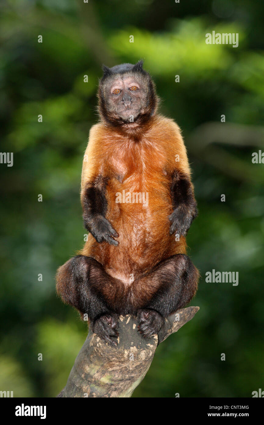 Schwarz-Capped Kapuziner Monkey Brown-Kapuziner (Cebus Apella), sitzt auf Ast Stockfoto