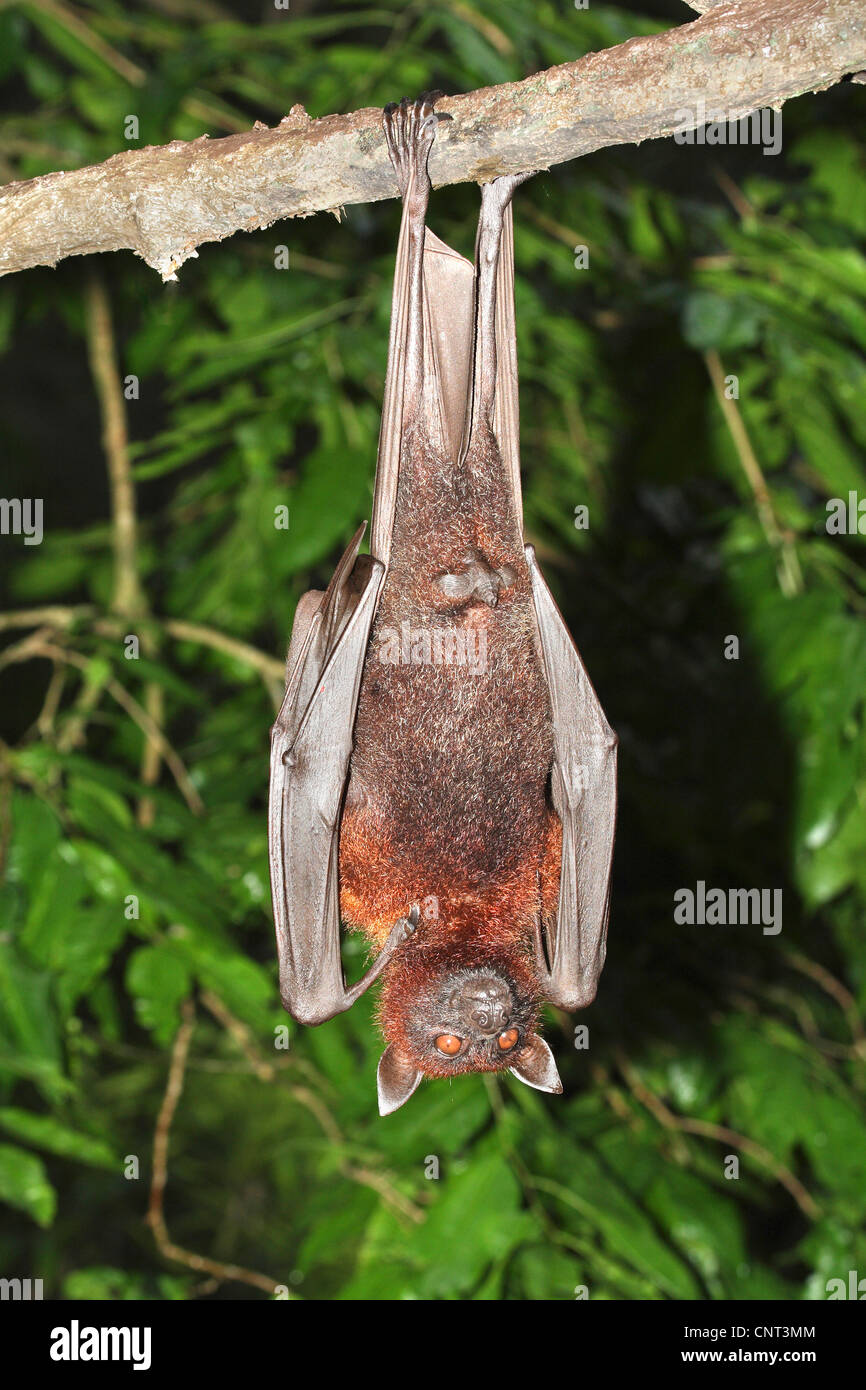 Kalong, fliegen Hund, große Flughund (Pteropus Vampyrus), hängt am Ast Stockfoto