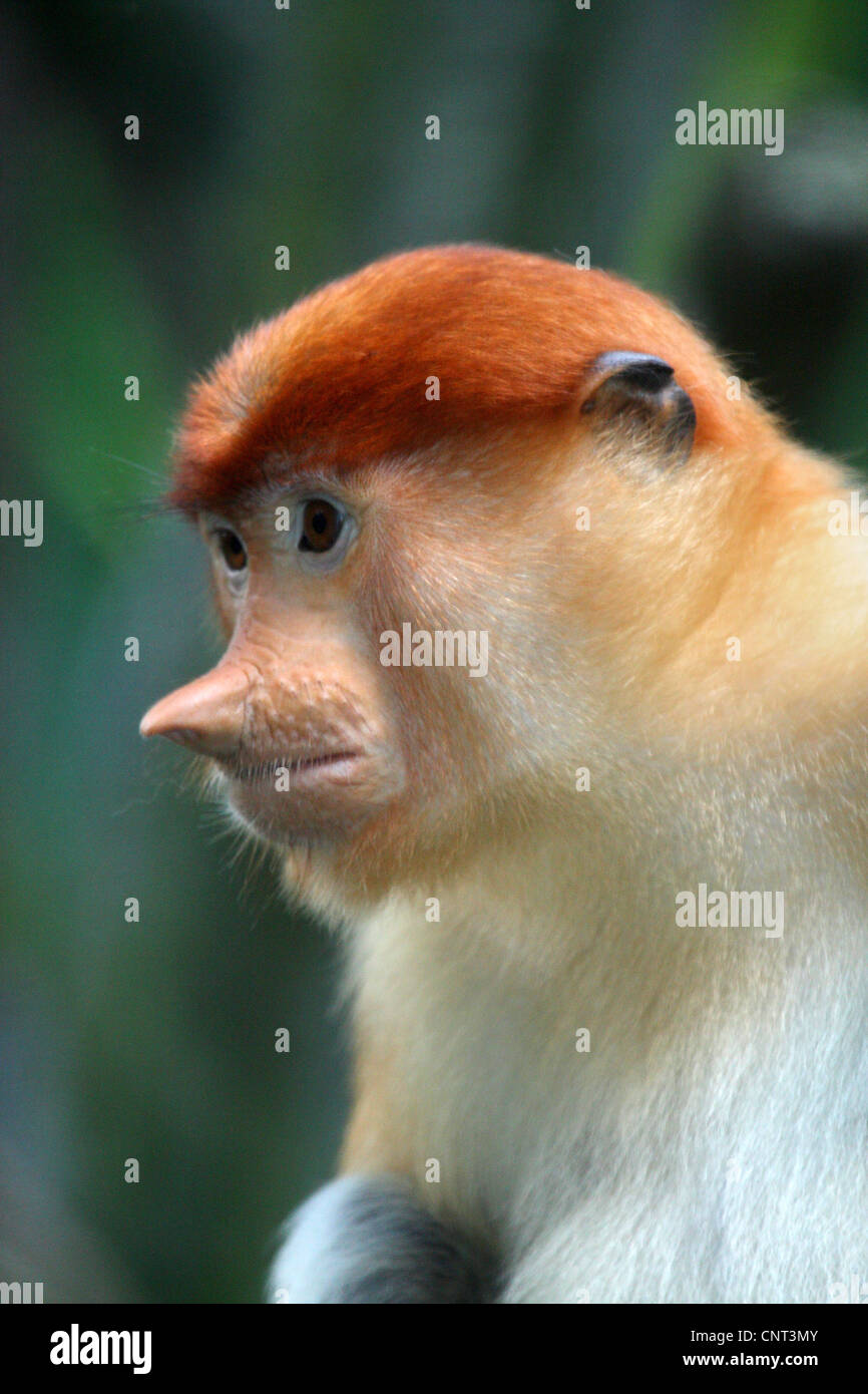 Nasenaffe (Nasalis Larvatus), portrait Stockfoto