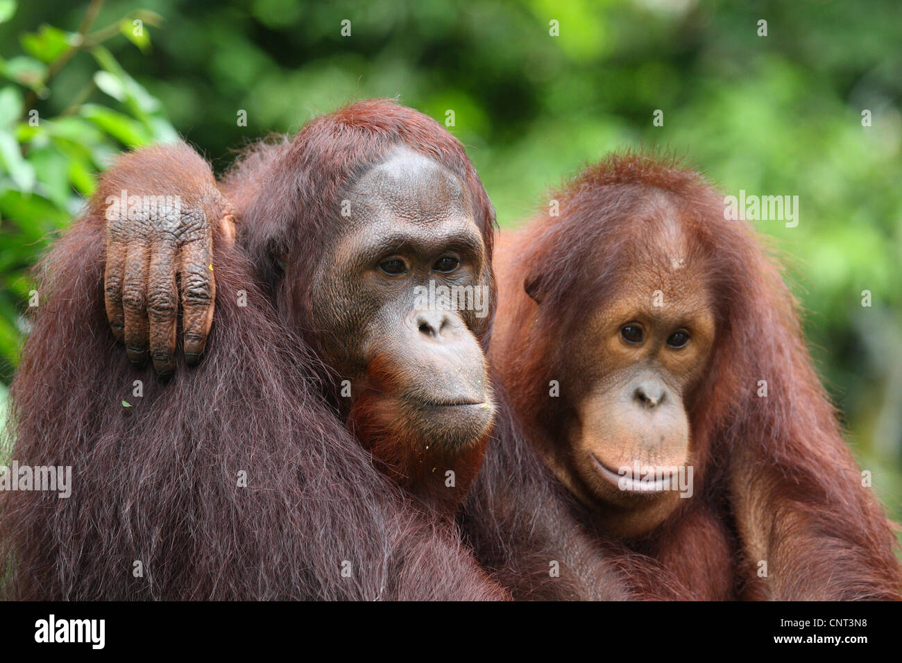 Orang Utan, Orang-Utan, Orang-Outang (Pongo Pygmaeus), zwei Individuen umarmt Stockfoto