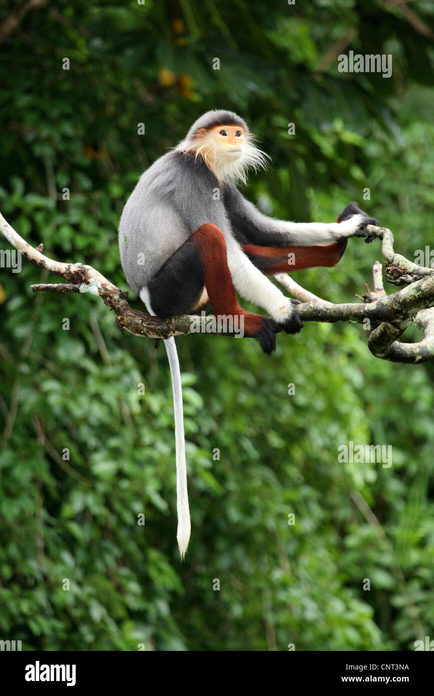 rot-Schaft-Douc Languren, Taube Languren (Pygathrix Nemaeus), sitzt auf Ast, Vietnam Stockfoto