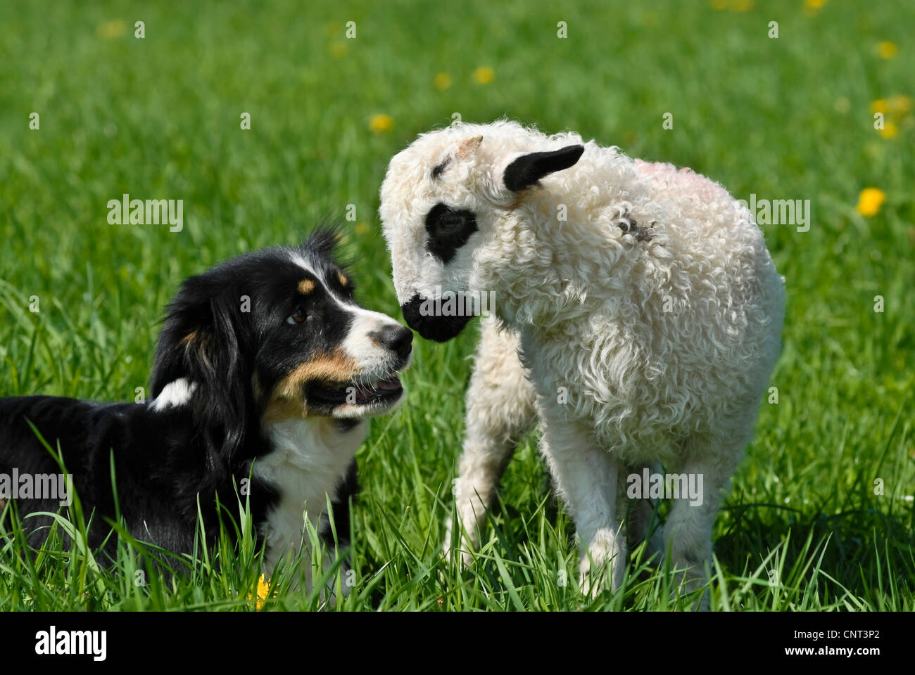 Border Collie (Canis Lupus F. Familiaris), Schäferhund, schnüffeln an Lamm Stockfoto