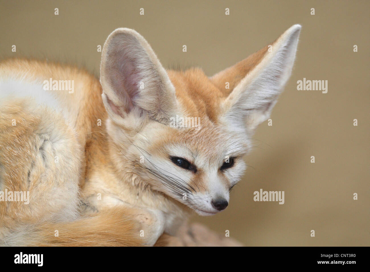 Fennec Fox (Fennecus Zerda, Vulpes Zerda), Porträt Stockfotografie Alamy