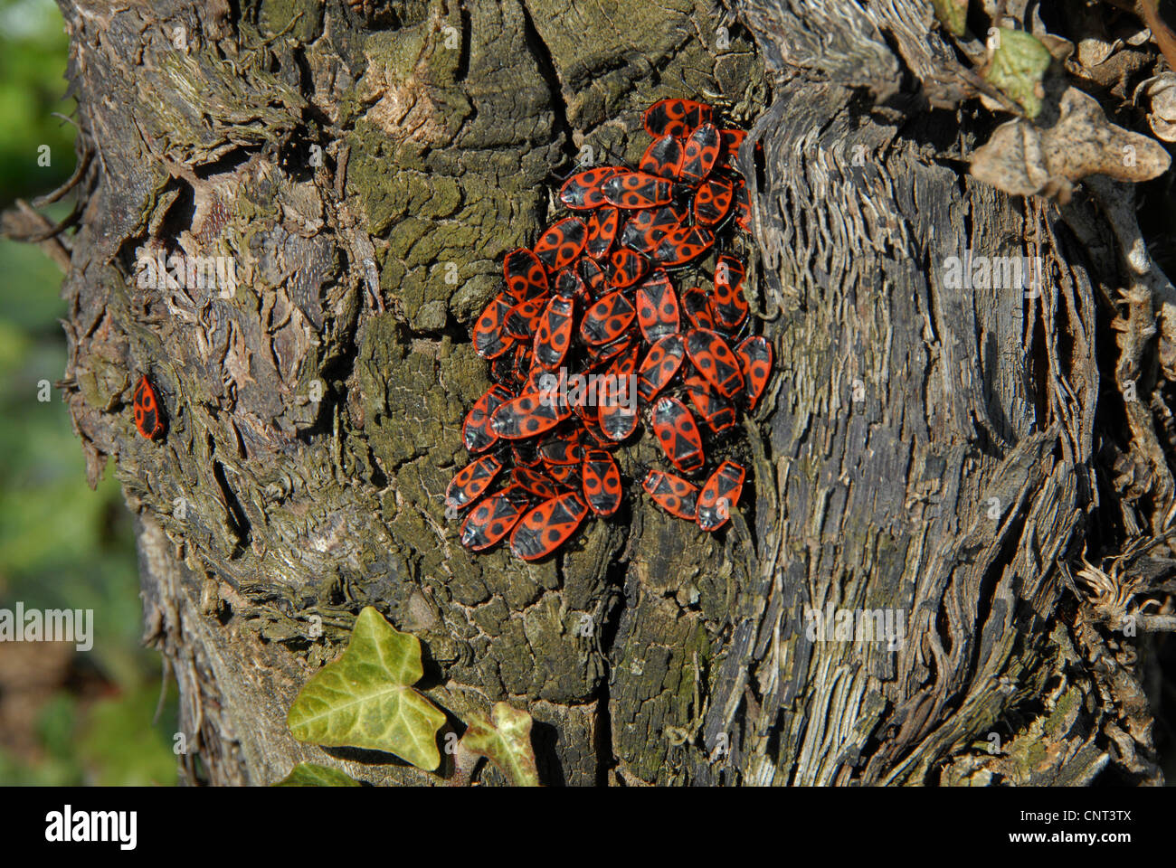 Firebug (Pyrrhocoris Apterus), Sonnenbaden auf eine alte Rebe, Deutschland, Rheinland-Pfalz Stockfoto