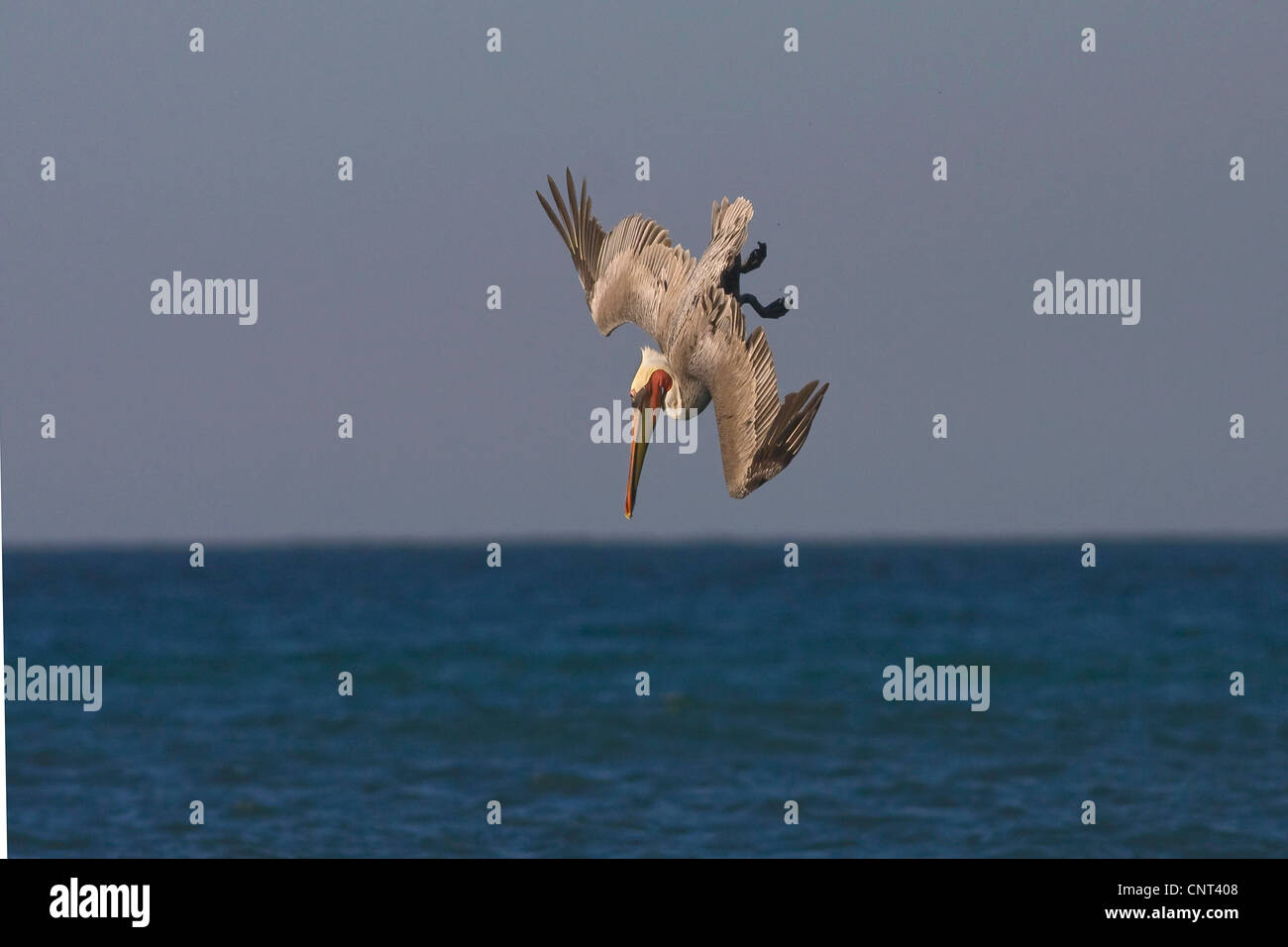 brauner Pelikan (Pelecanus Occidentalis), für die Fische im Meer, Mexiko, Golf von Kalifonien, Puerto Penasco Sturzflug Stockfoto