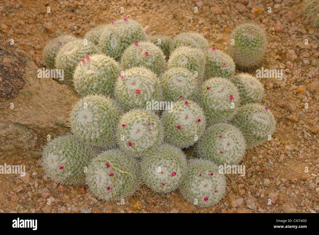 Nadelkissen Kaktus (Mammillaria La), Gewohnheit mit Blüten, USA, Arizona Stockfoto