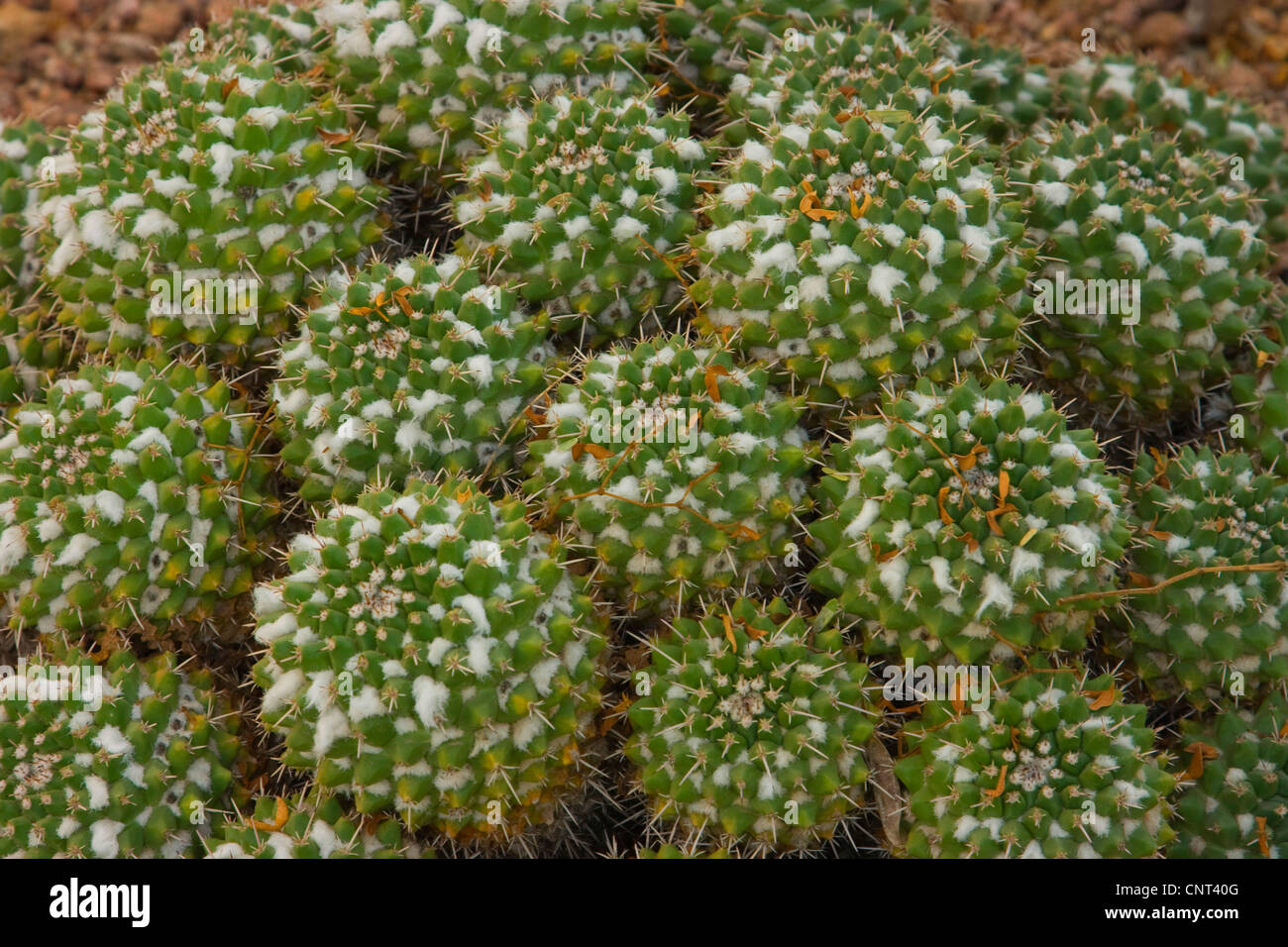 Komprimierte Kaktus (Mammillaria Compressa), Gewohnheit, USA, Arizona Stockfoto