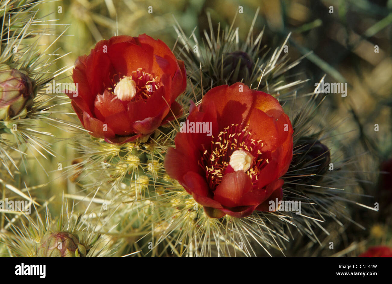 Schwarz-Wirbelsäule Claret-Cup, des Königs Krone Kaktus, Arizona Claret Cup (Echinocereus Triglochidiatus), Blumen Stockfoto