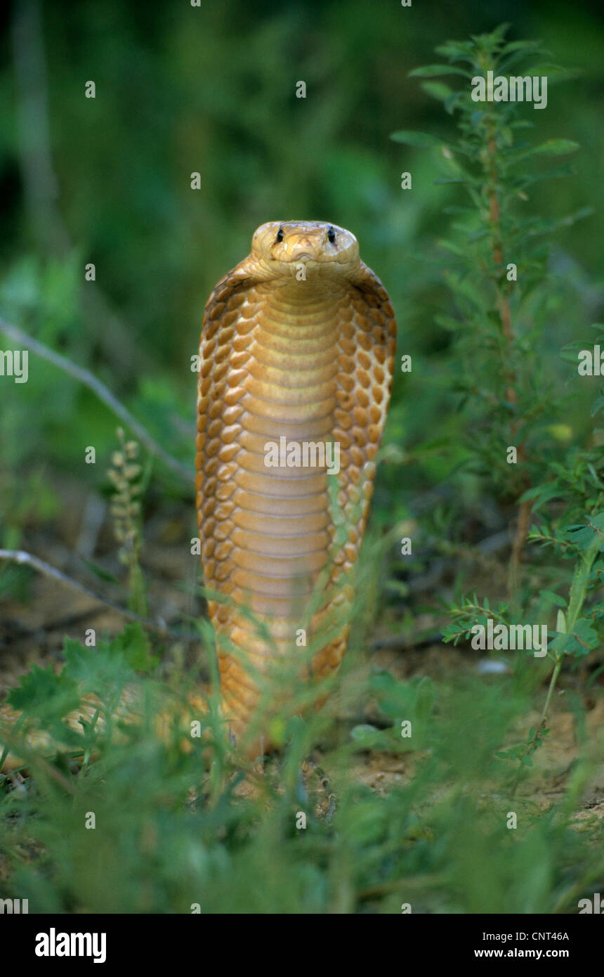 Cape Cobra, gelbe Kobra (Naja Nivea), bedrohliche Geste, Südafrika, Kalahari Stockfoto