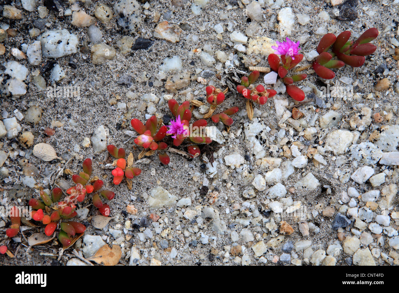 Iceplants, Australien, Victoria, Wilsons Promontory Nationalpark Stockfoto