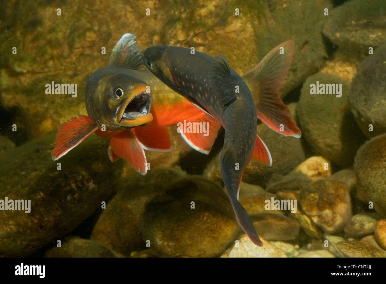 Char, Charr, Arctic Char, Arctic Charr (Namaycush Alpinus Namaycush), kämpfen Männchen, Deutschland, Bayern, Hintersee Stockfoto