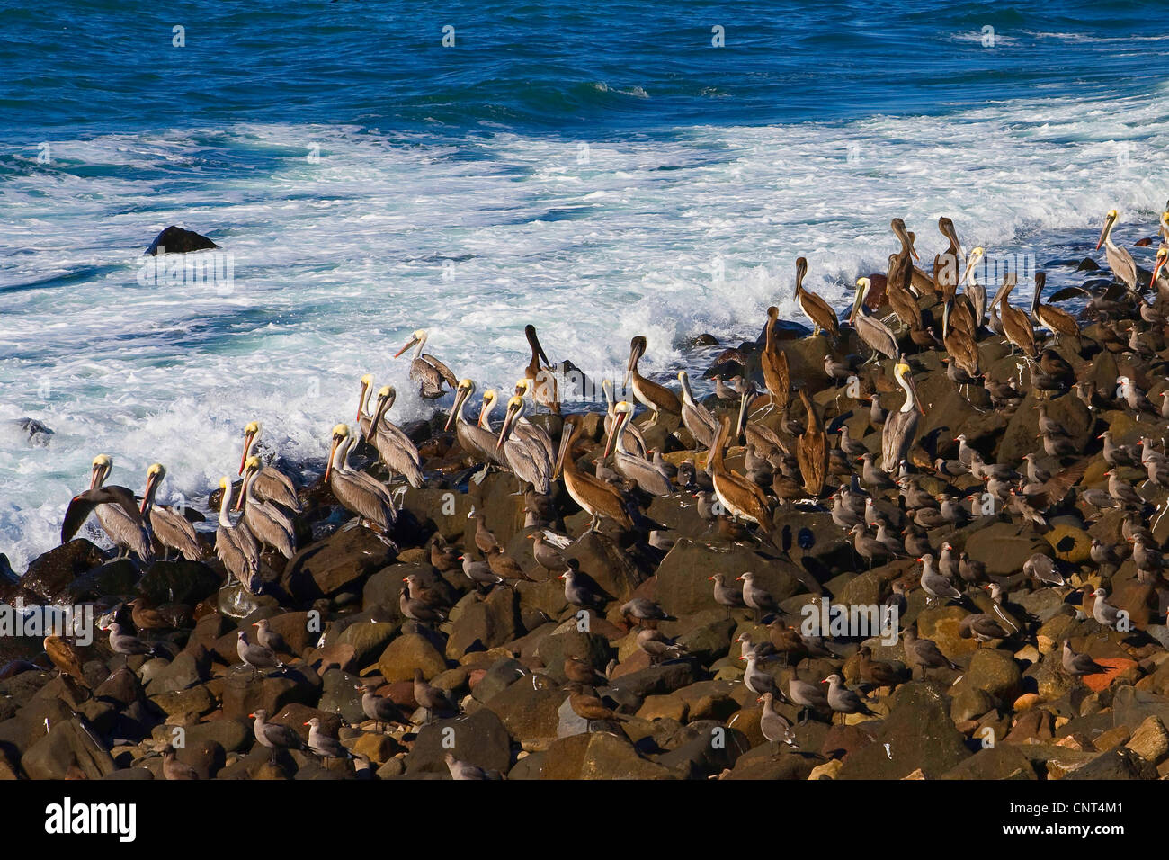 brauner Pelikan (Pelecanus Occidentalis), viele Erwachsene und Jugendliche an felsigen Küste, Sonora, Mexiko, Golf von Kalifornien, Puerto Pe Asco Stockfoto