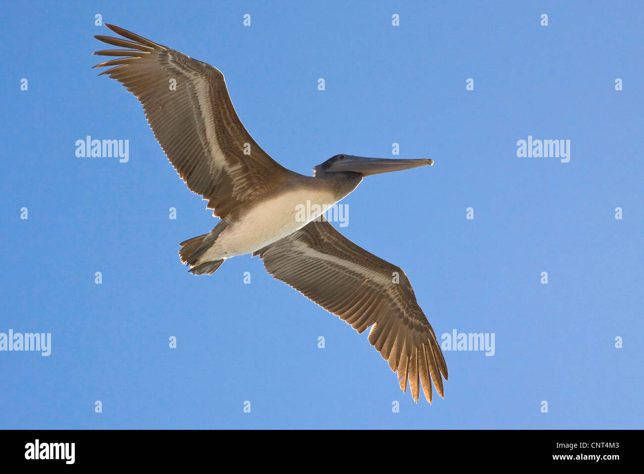 brauner Pelikan (Pelecanus Occidentalis), im Flug, Sonora, Mexiko, Puerto Peasco, Golf von Kalifornien Stockfoto